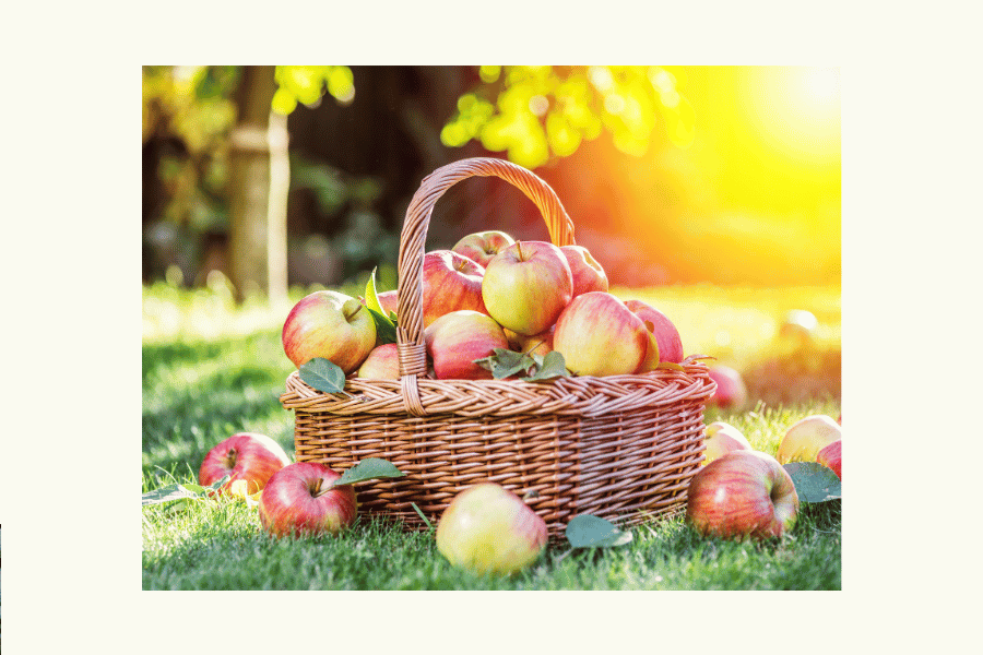 Apple Harvest